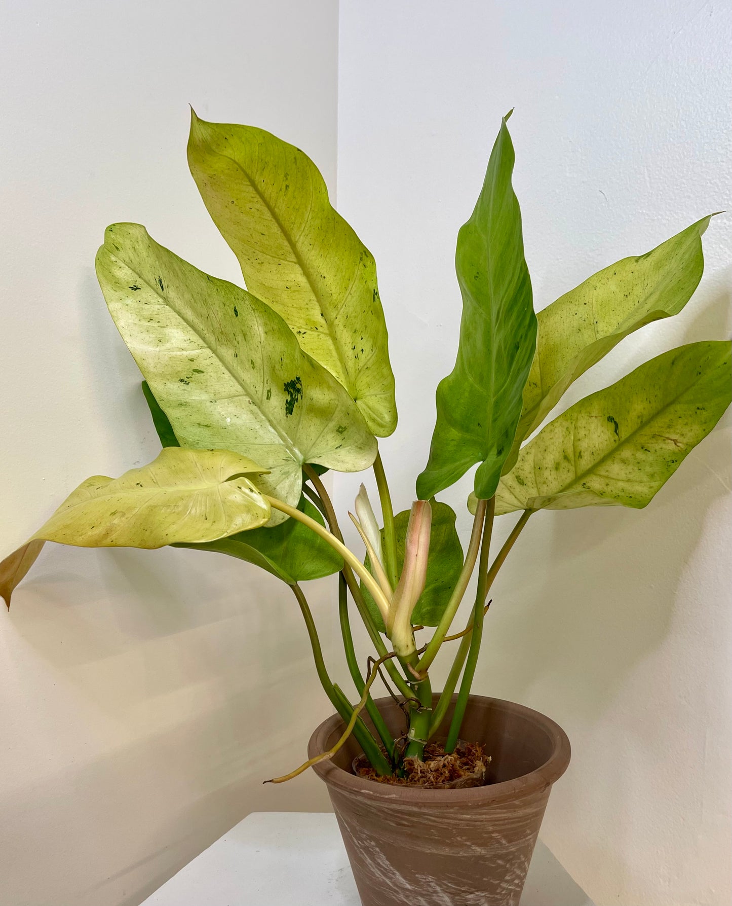 4" Philodendron Whipple Way