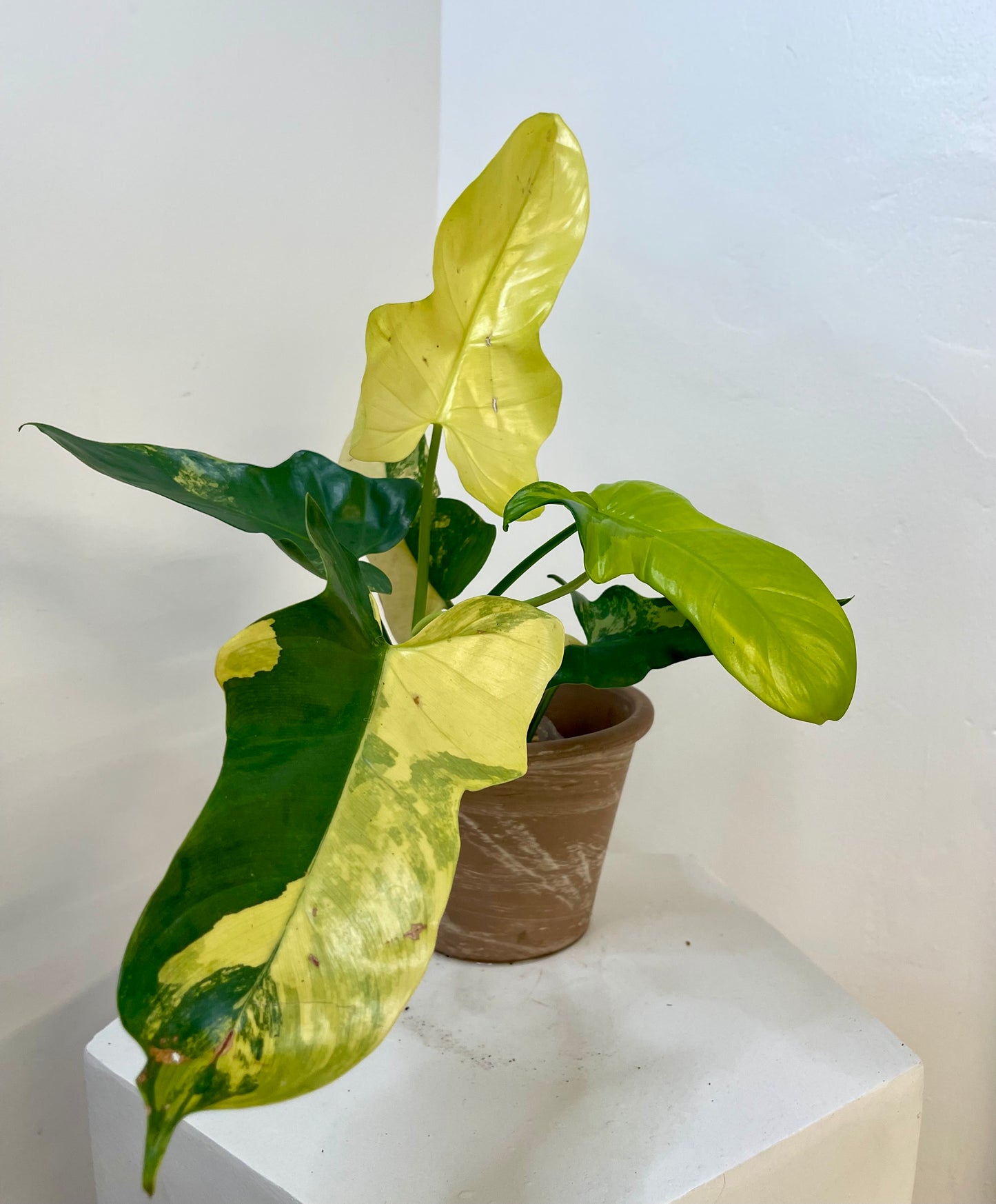 Philodendron Bipennifolium Variegated 'Violin'