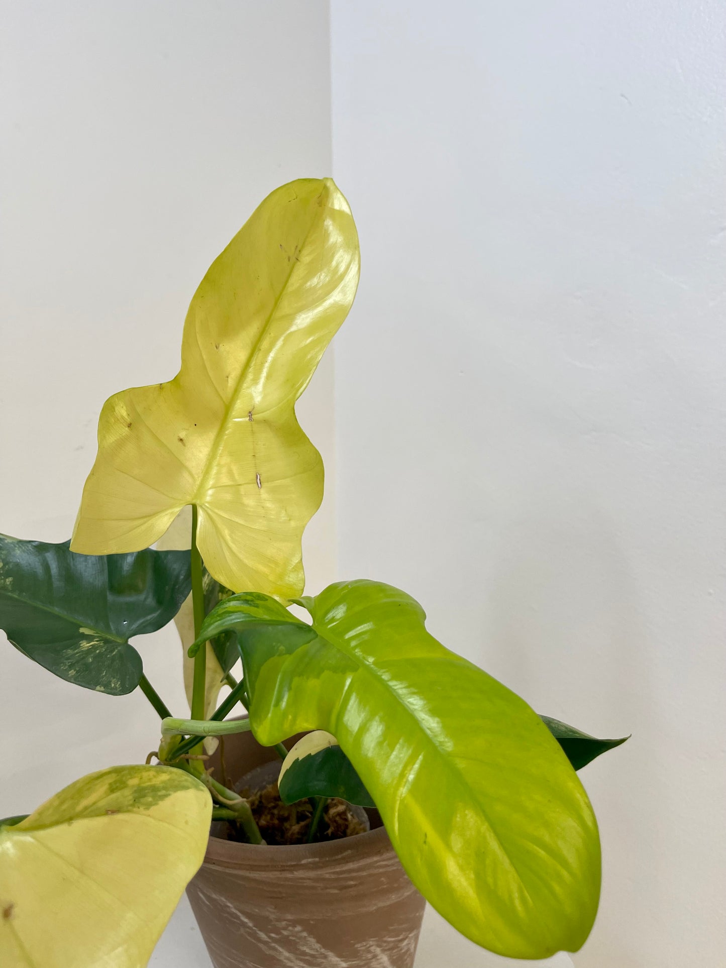 Philodendron Bipennifolium Variegated 'Violin'