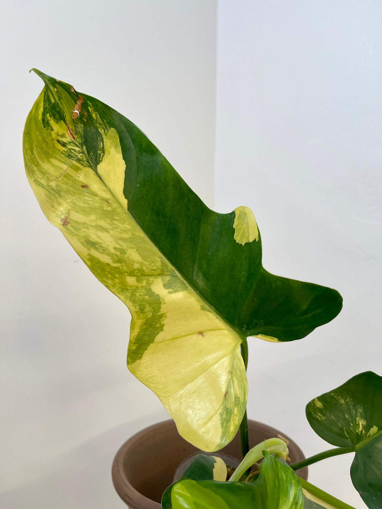 Philodendron Bipennifolium Variegated 'Violin'