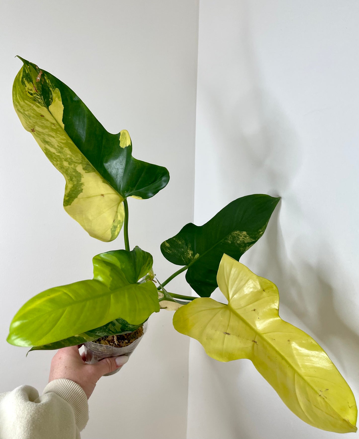 Philodendron Bipennifolium Variegated 'Violin'