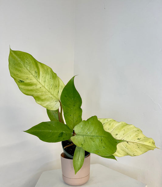 4" Philodendron Snowdrift