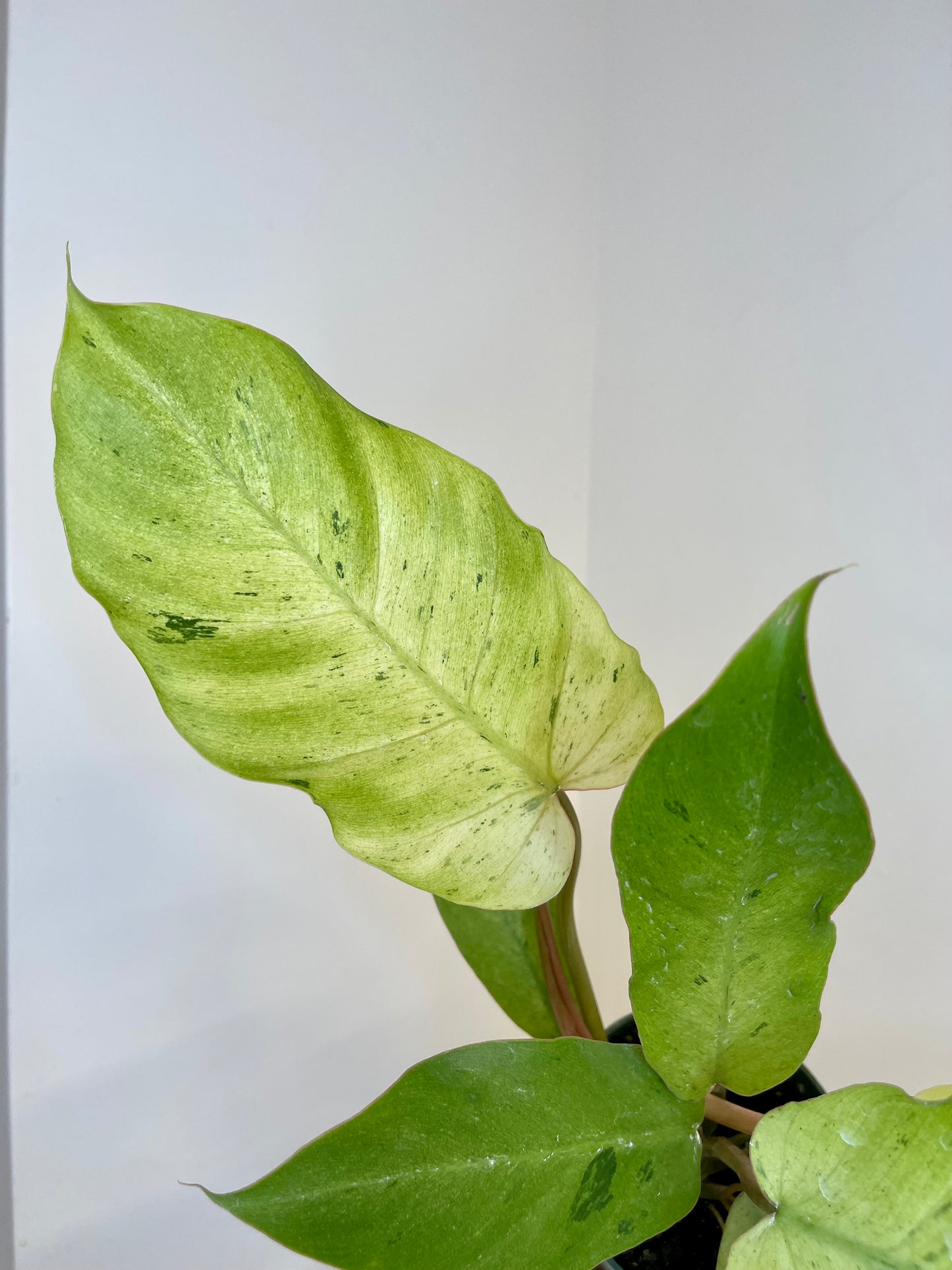 4" Philodendron Snowdrift