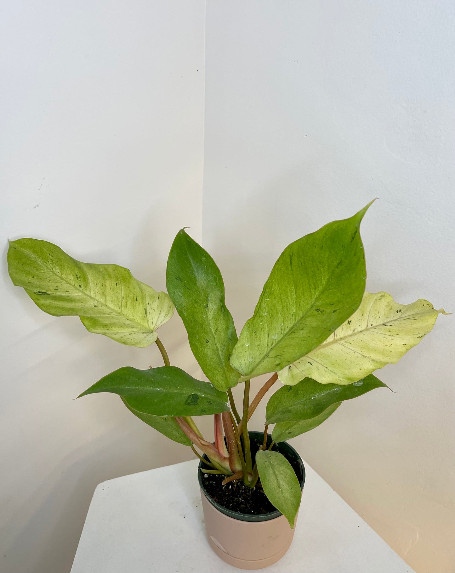 4" Philodendron Snowdrift