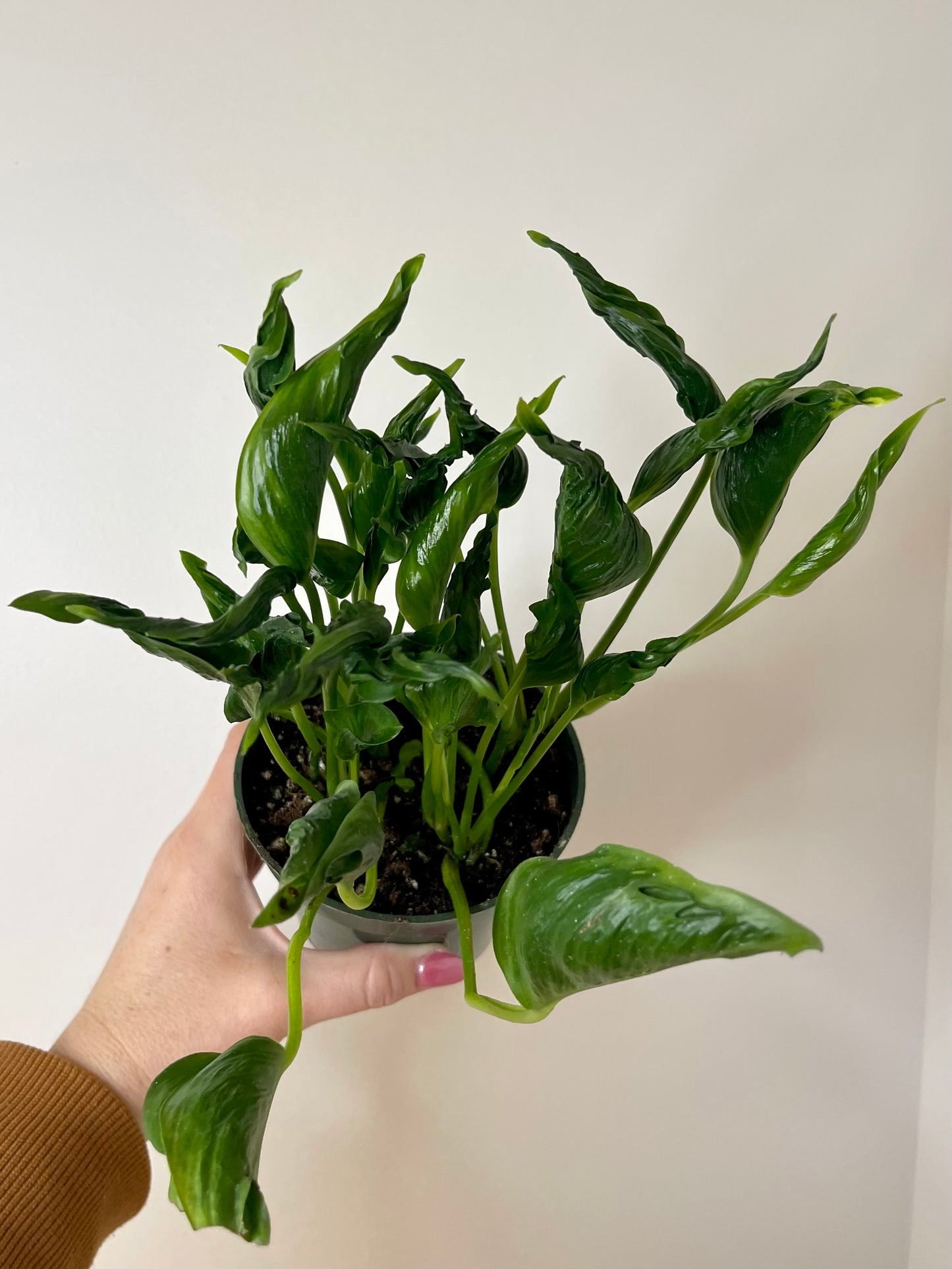 6” Pothos Shangri La