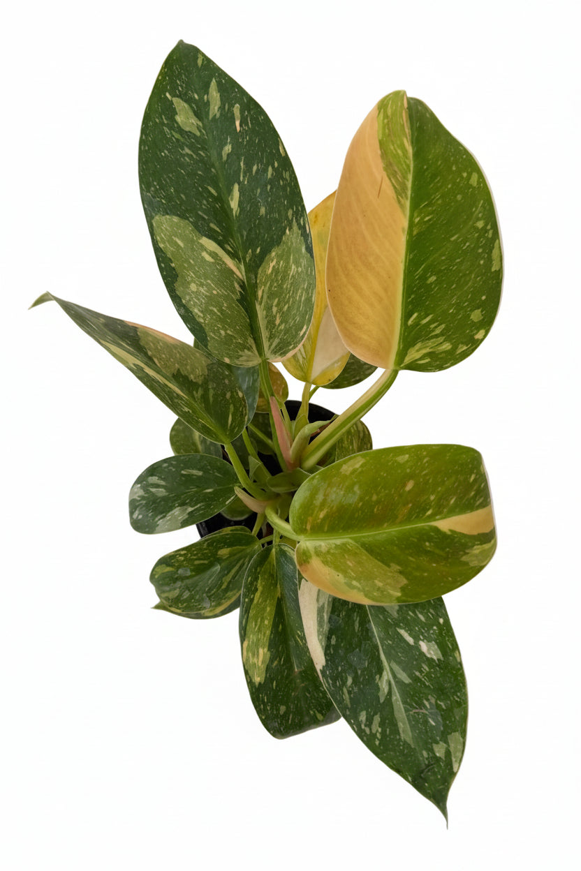 4” Philodendron Congo Nuclear Variegated