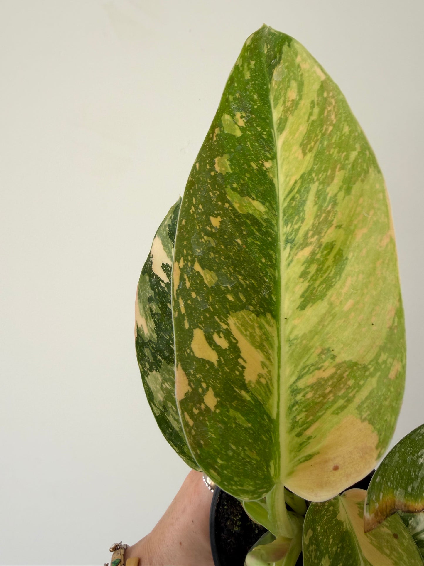 4” Philodendron Congo Nuclear Variegated