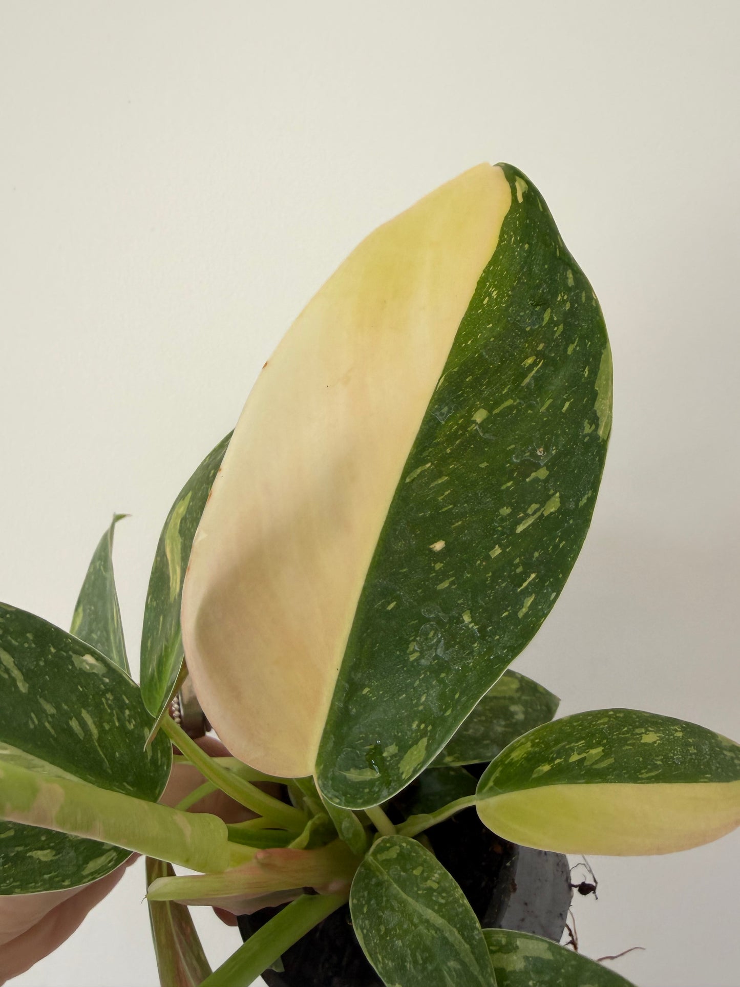 4” Philodendron Congo Nuclear Variegated