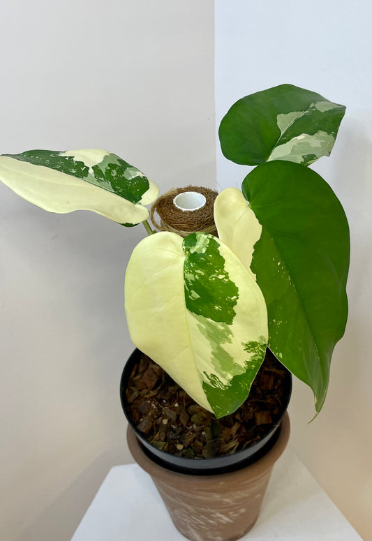 4” Syngonium Chiapense Variegated