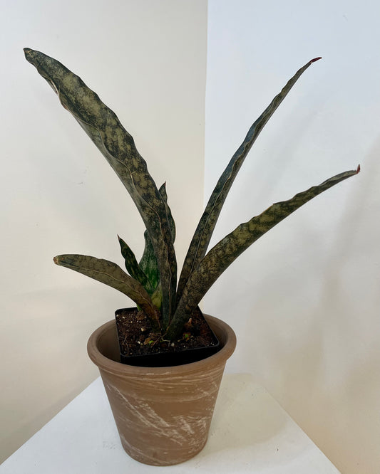 4" Sansevieria Kirkii Coppertone