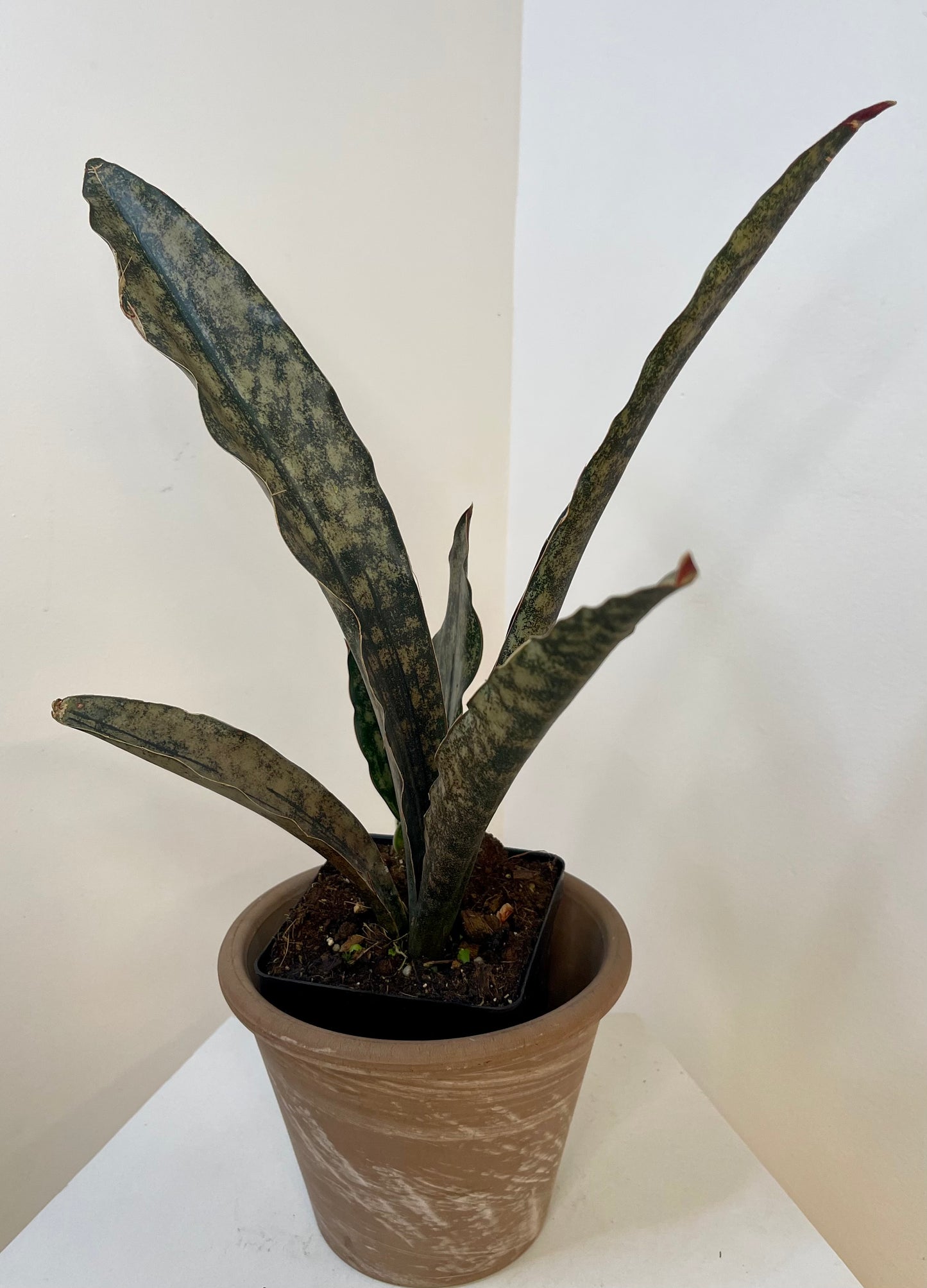 4" Sansevieria Kirkii Coppertone