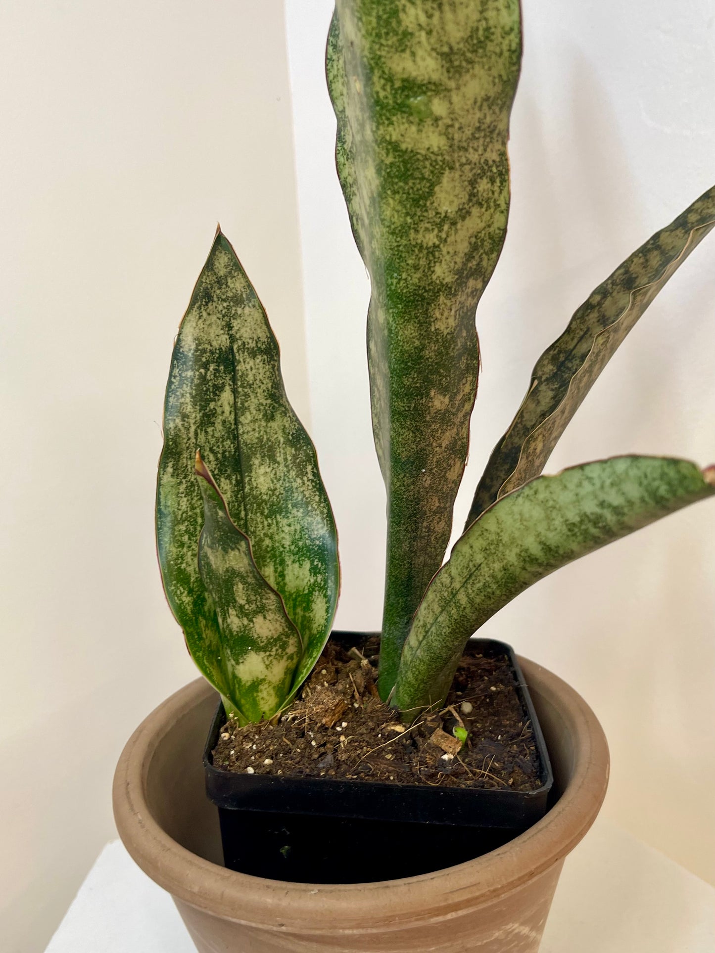 4" Sansevieria Kirkii Coppertone