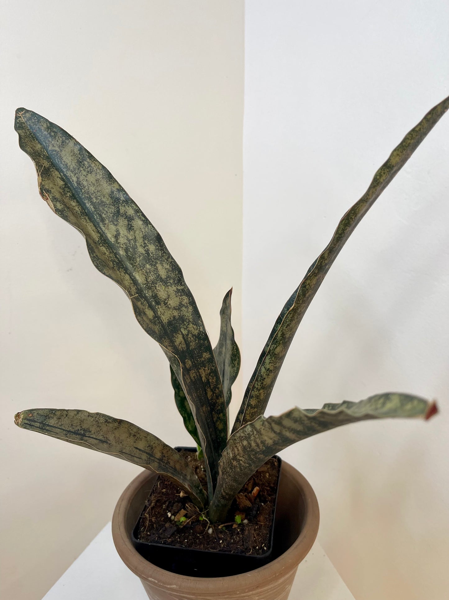 4" Sansevieria Kirkii Coppertone