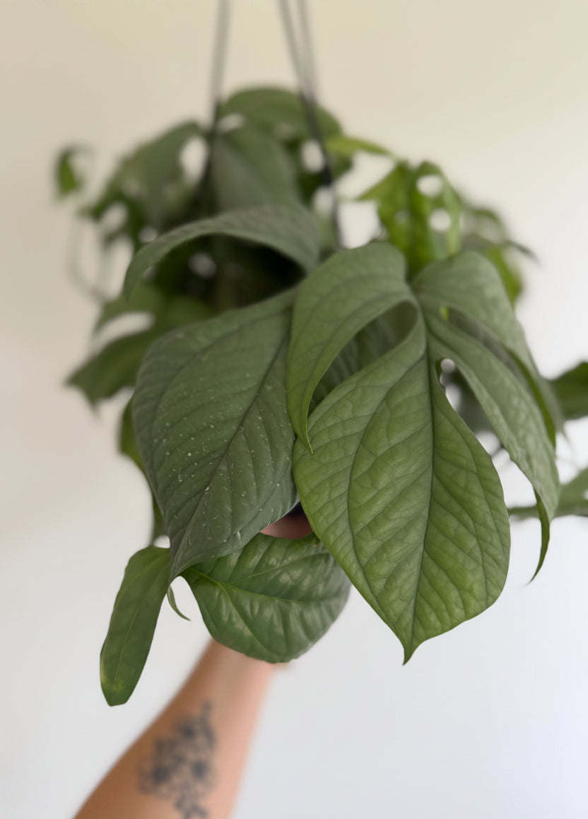 8" Amydrium Medium Silver (Spiderman) MATURE LEAVES