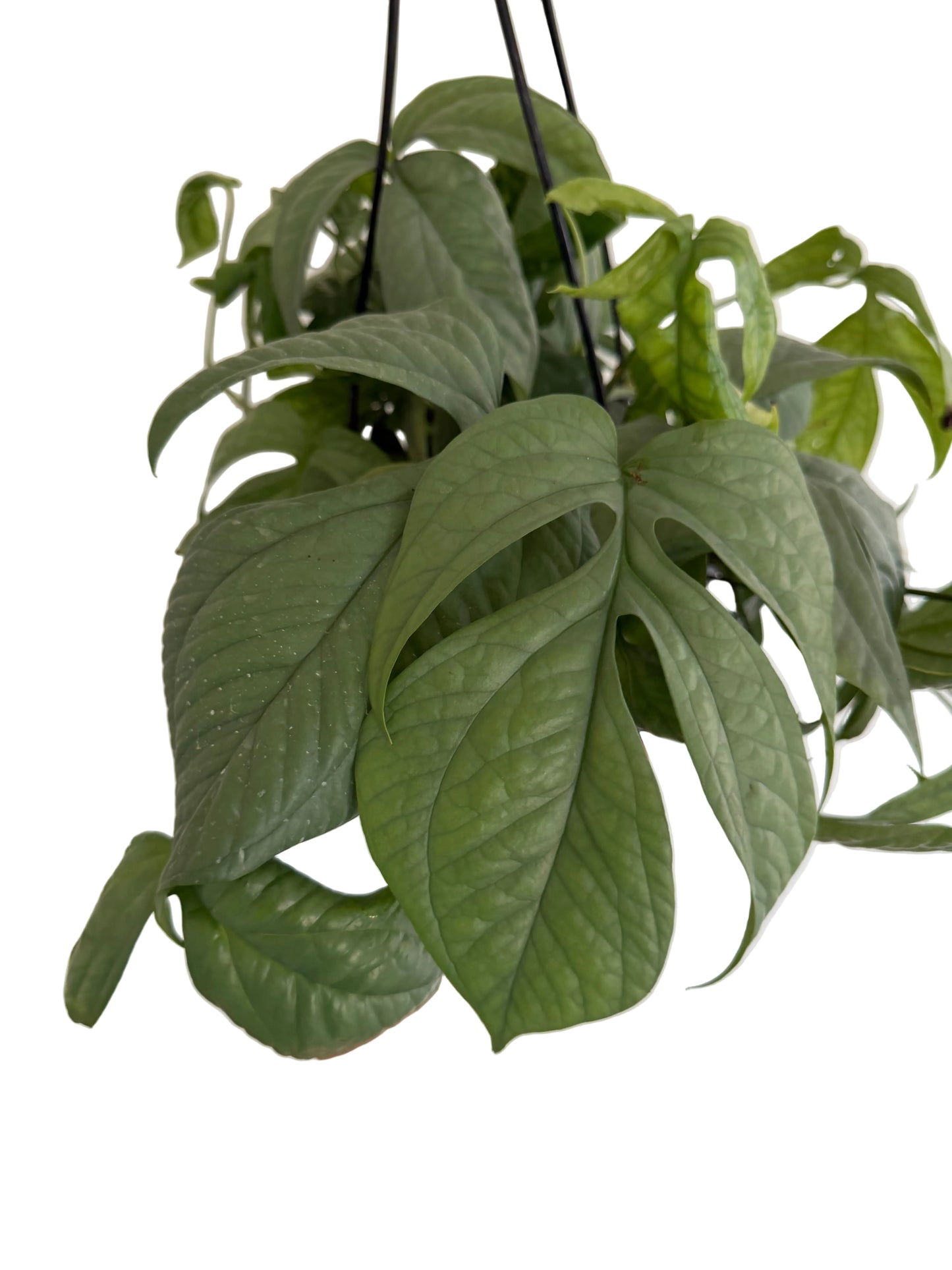 8" Amydrium Medium Silver (Spiderman) MATURE LEAVES