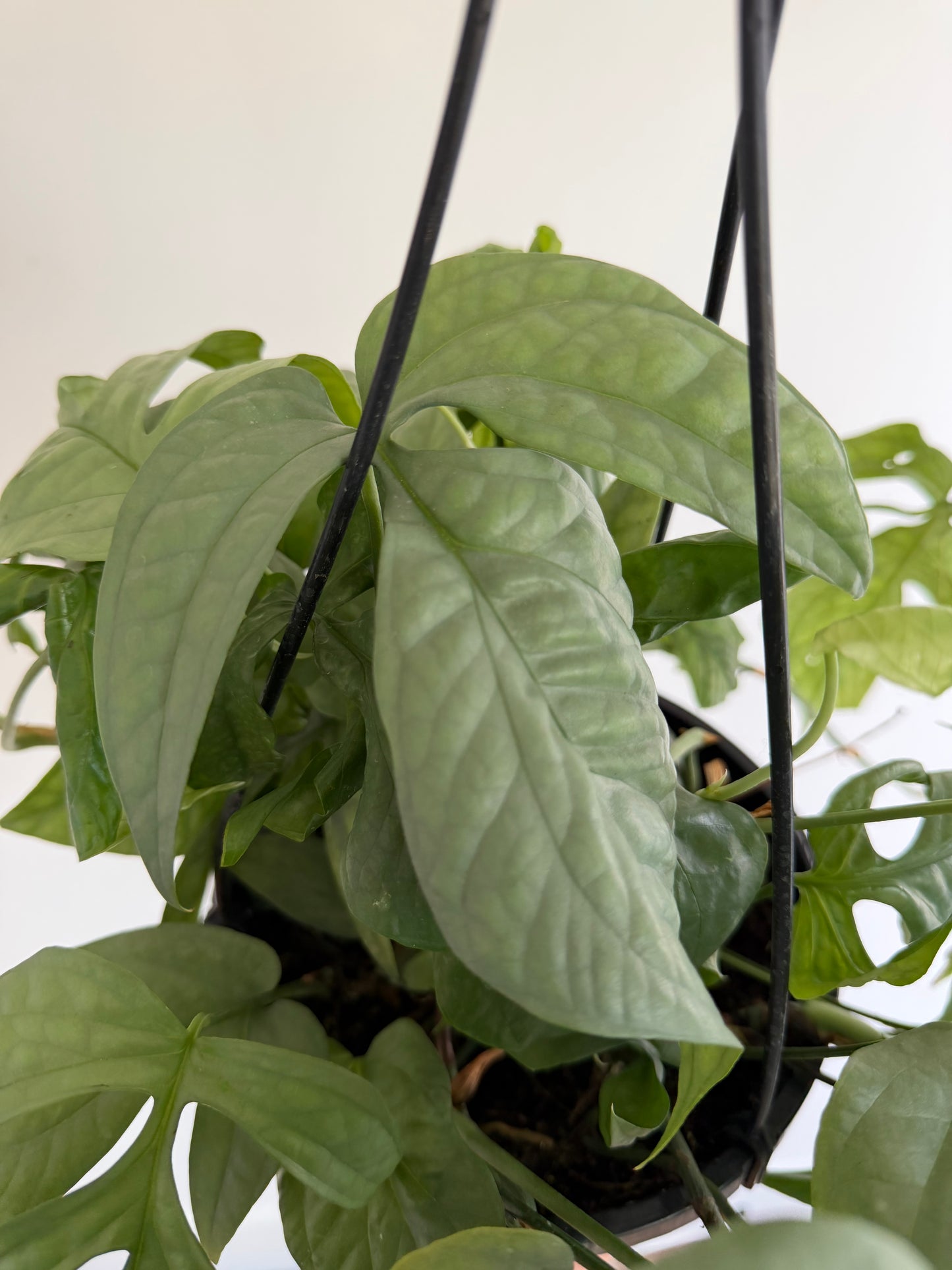 8" Amydrium Medium Silver (Spiderman) MATURE LEAVES