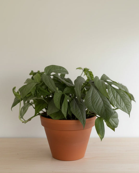 8" Amydrium Medium Silver (Spiderman) MATURE LEAVES