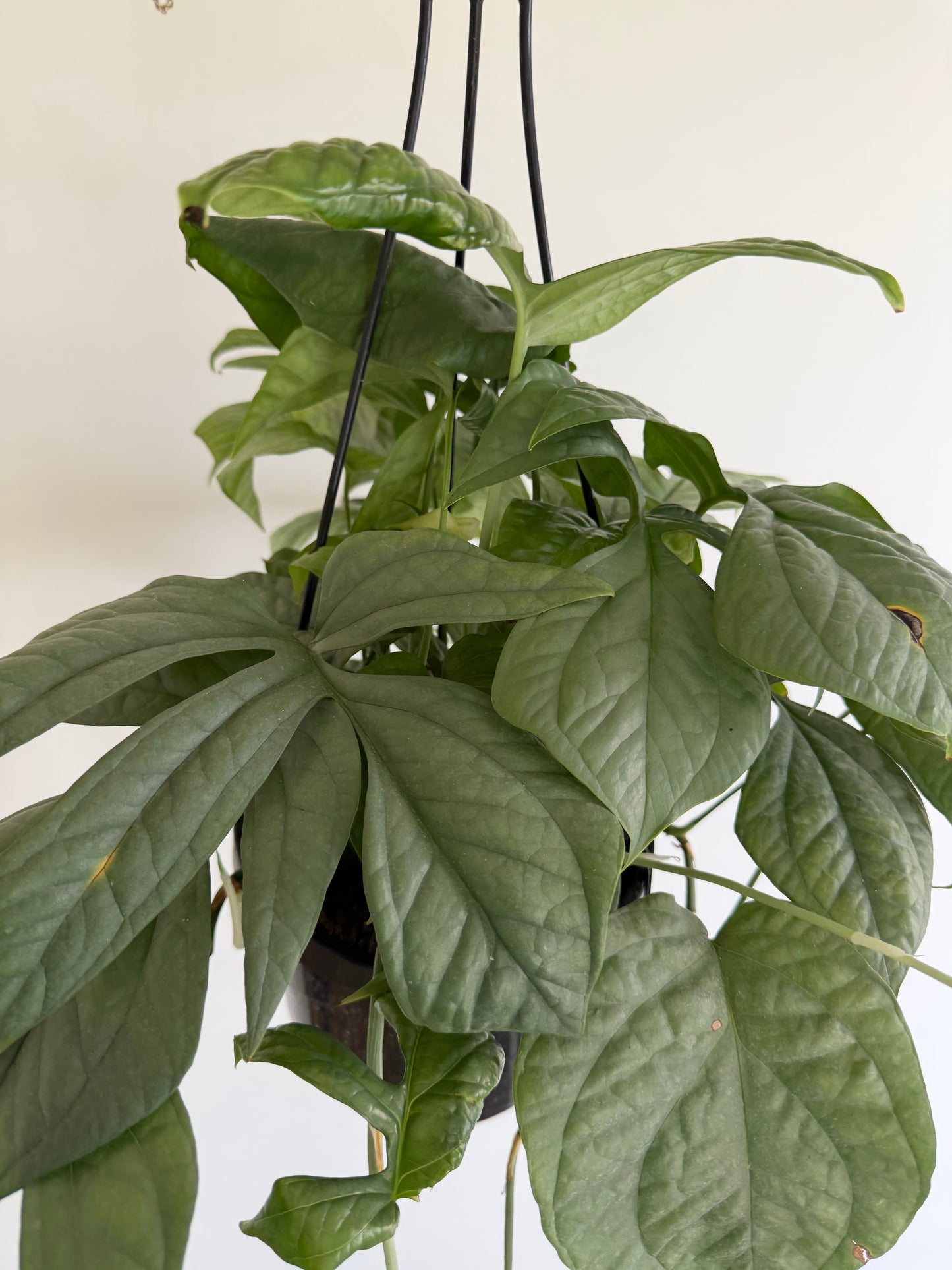 8" Amydrium Medium Silver (Spiderman) MATURE LEAVES
