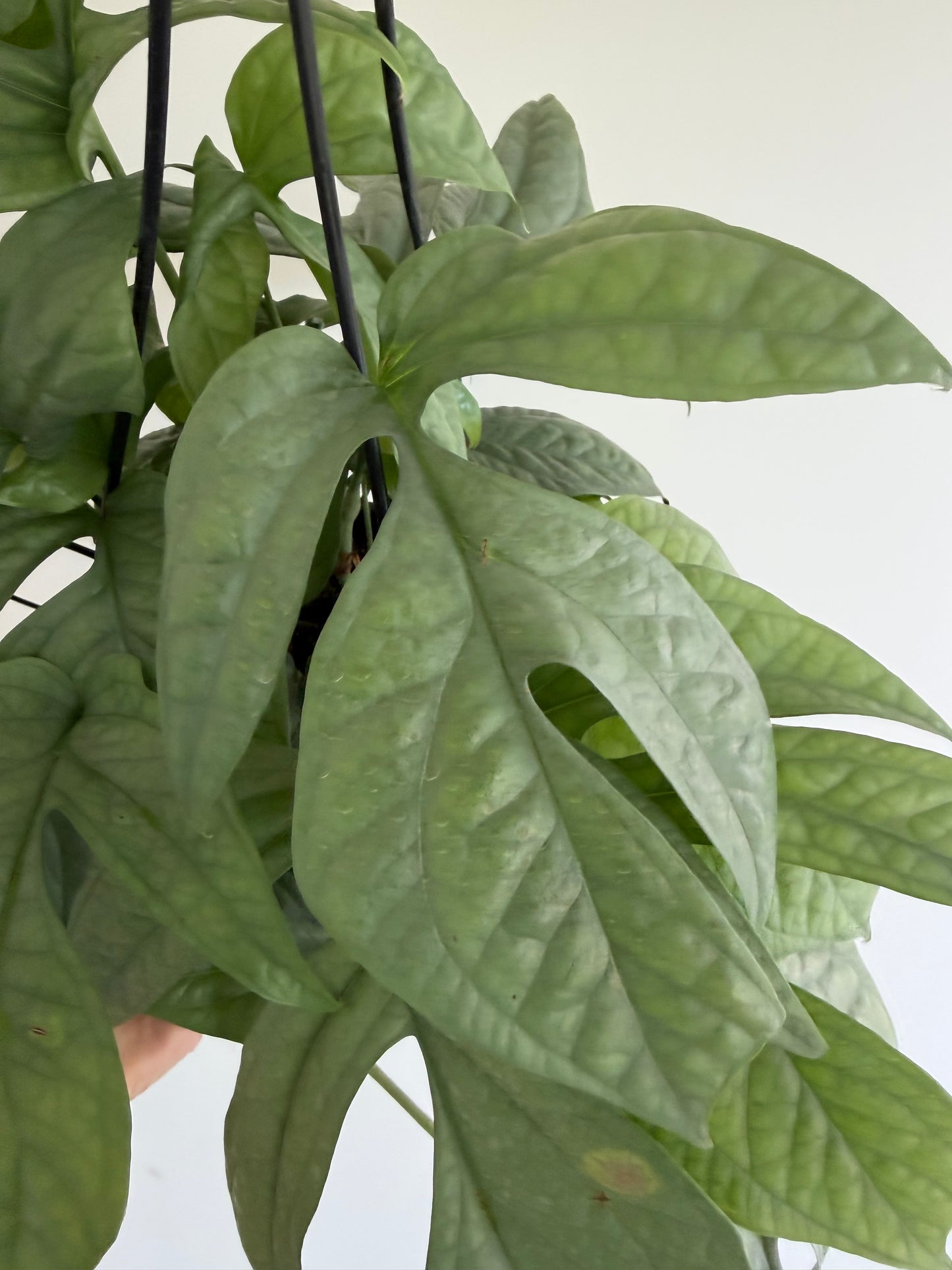 8" Amydrium Medium Silver (Spiderman) MATURE LEAVES