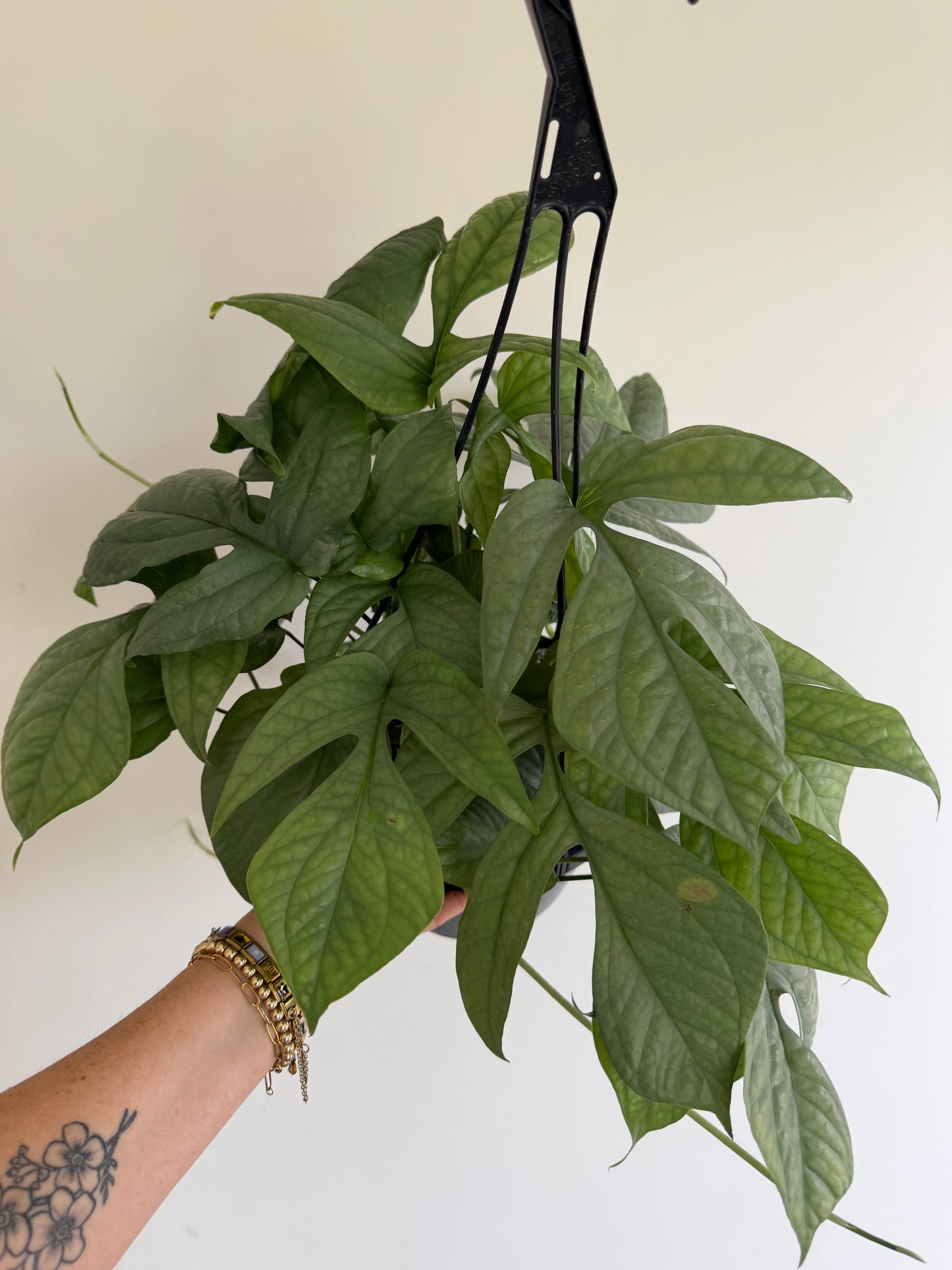 8" Amydrium Medium Silver (Spiderman) MATURE LEAVES