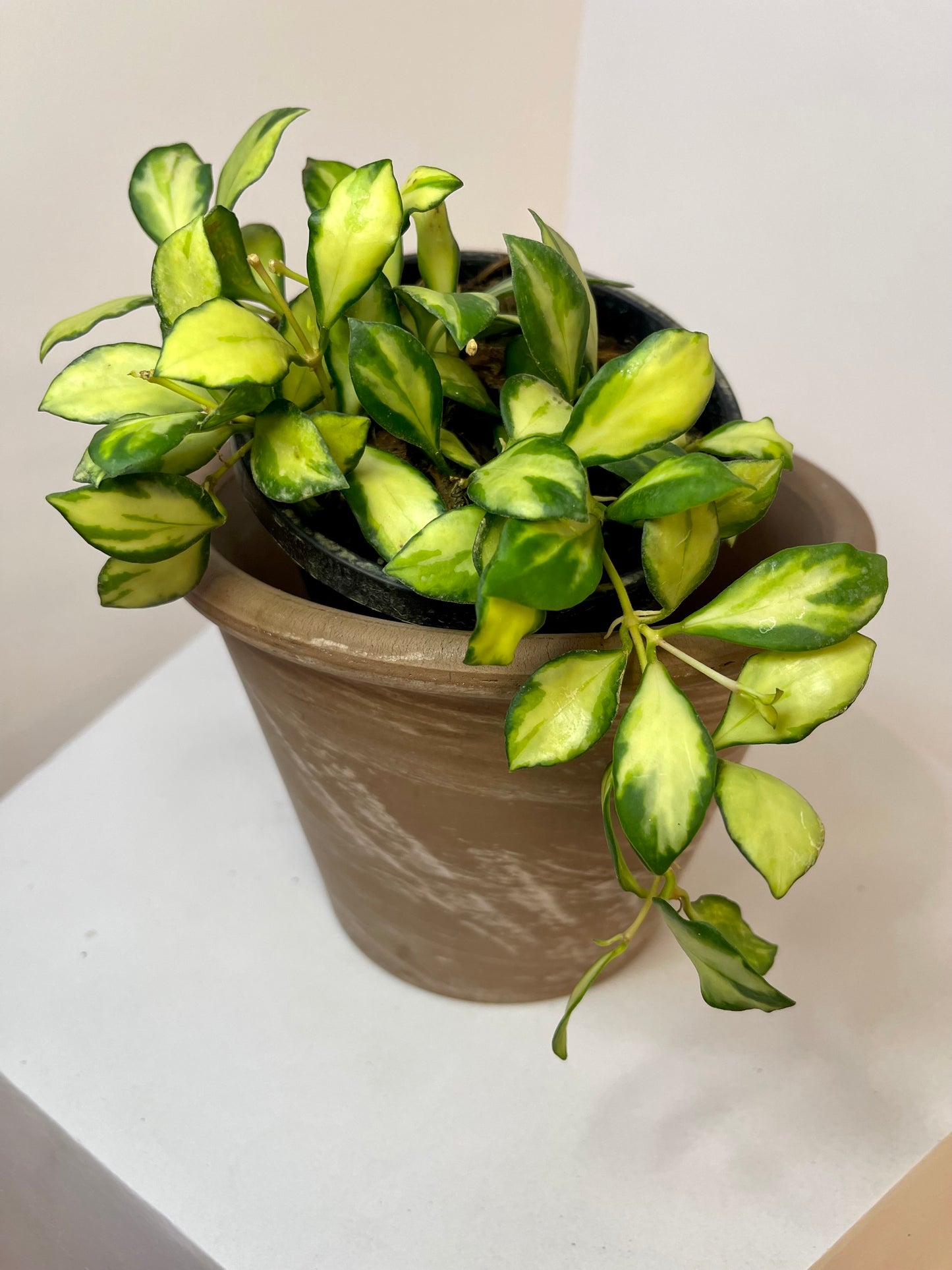 4" Hoya Heuschkeliana Variegated