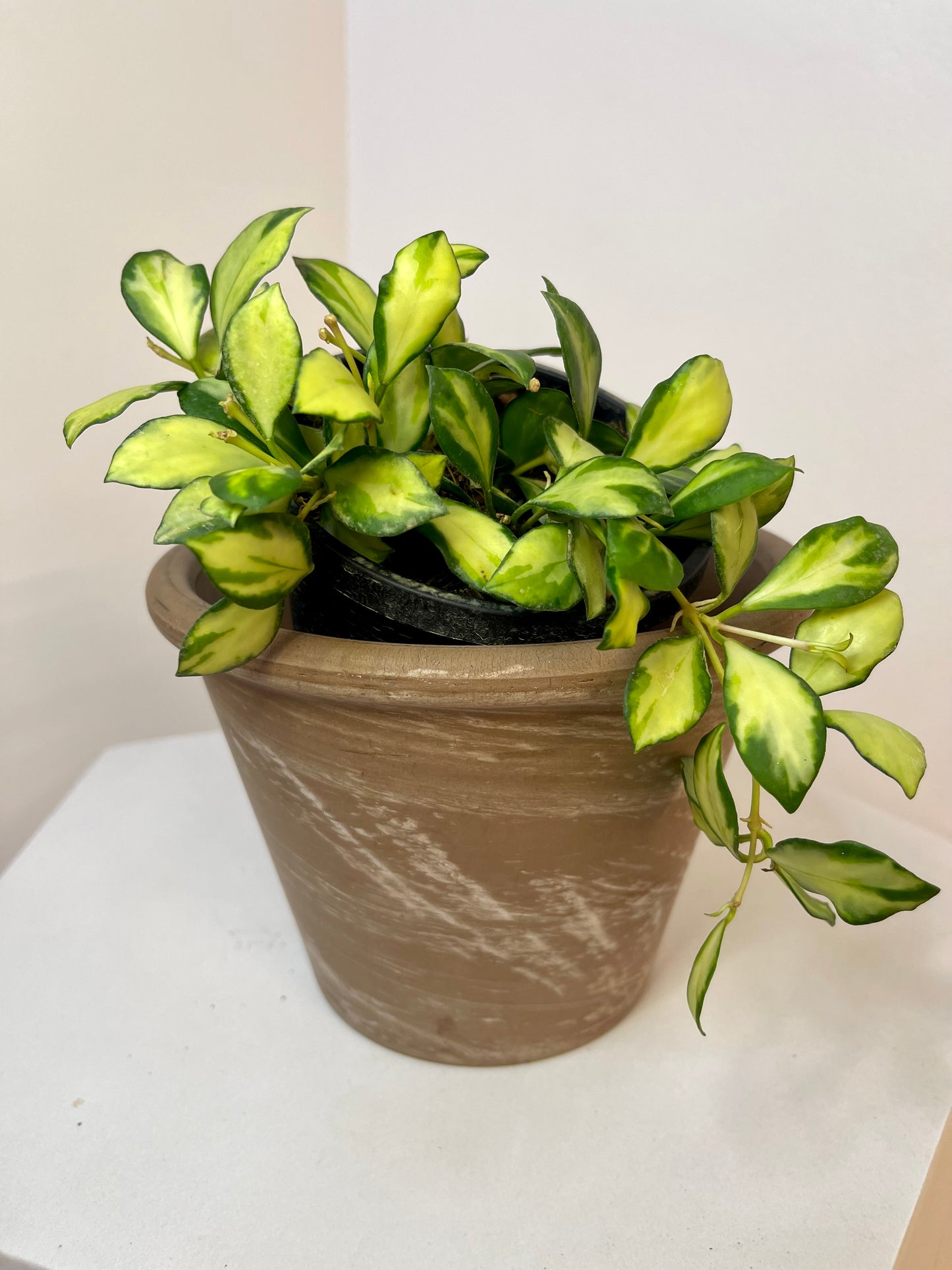 4" Hoya Heuschkeliana Variegated