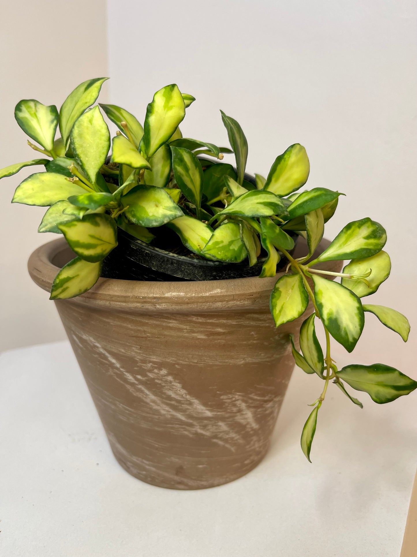 4" Hoya Heuschkeliana Variegated