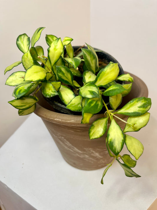 4" Hoya Heuschkeliana Variegated