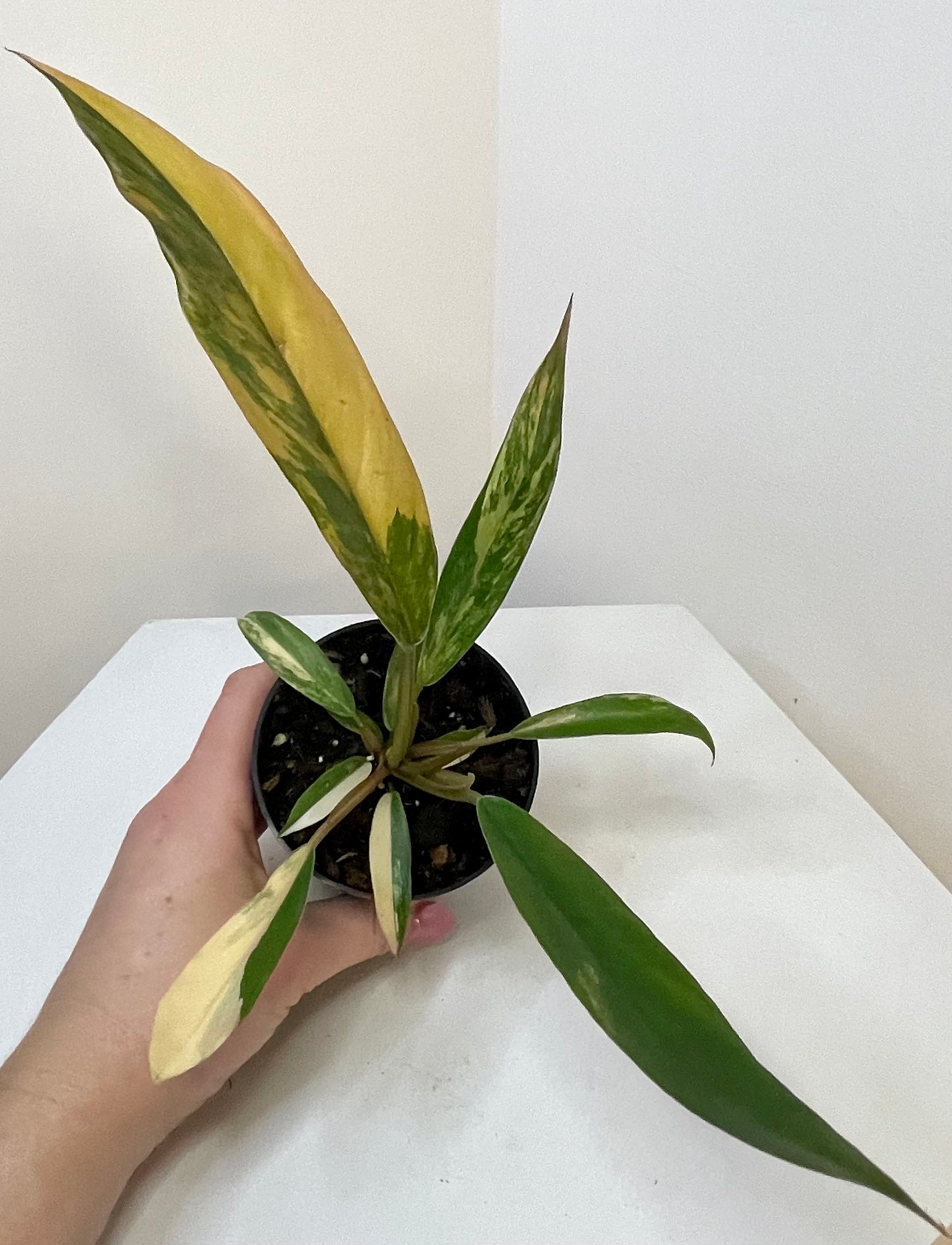 3” Philodendron 'Caramel Marble' Variegated
