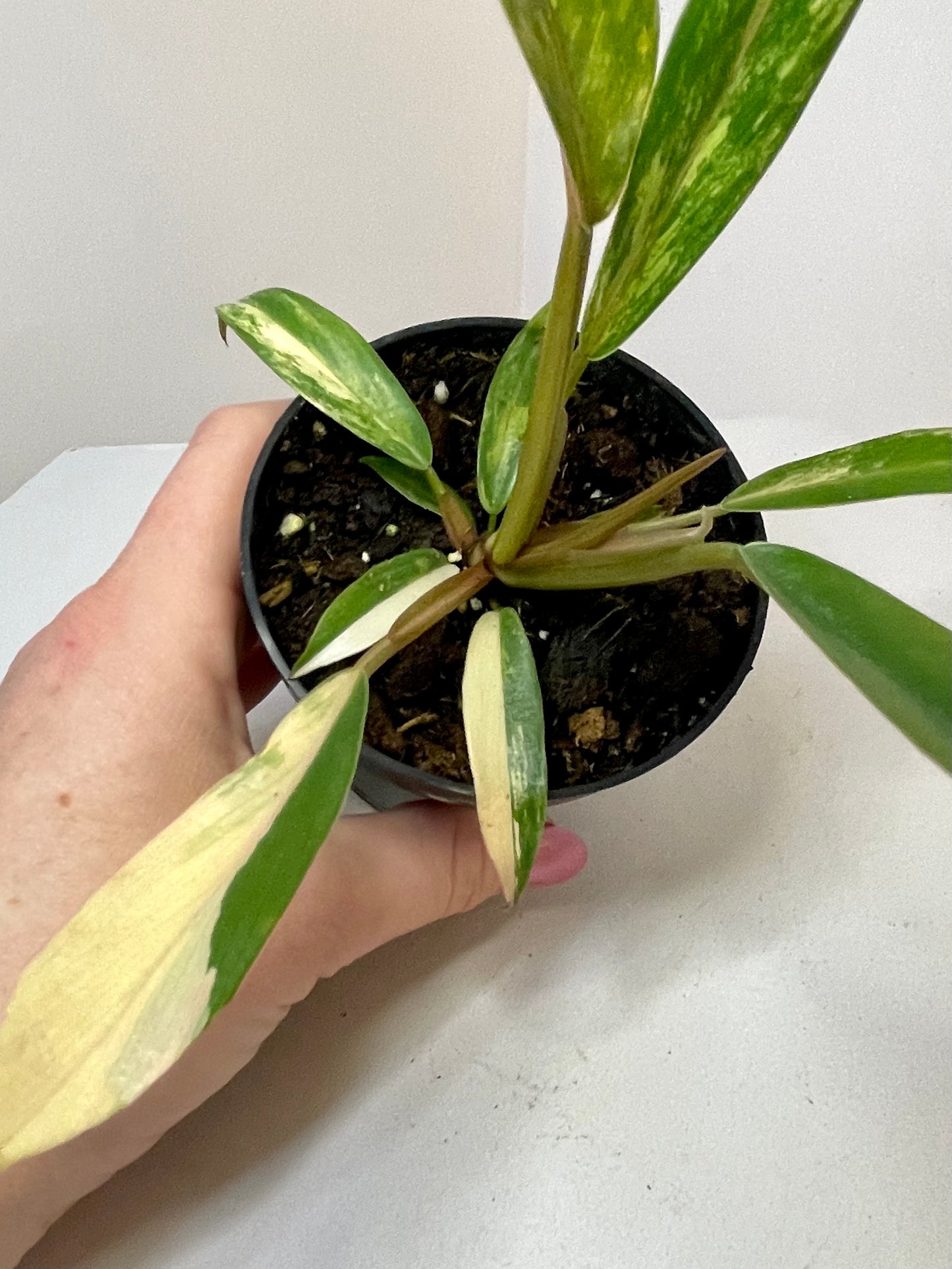 3” Philodendron 'Caramel Marble' Variegated