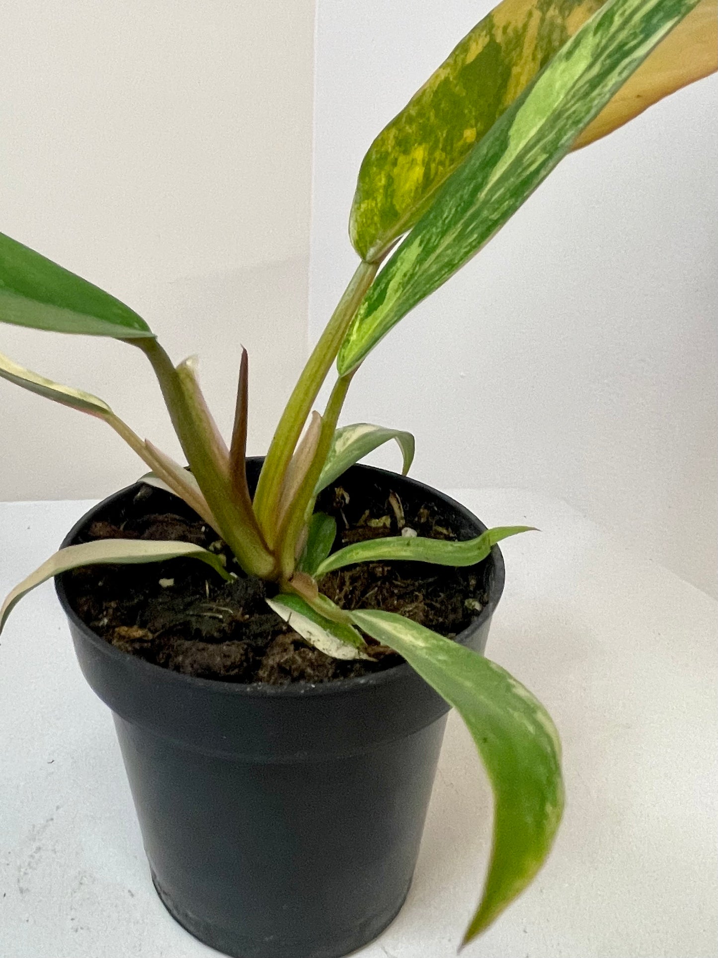 3” Philodendron 'Caramel Marble' Variegated