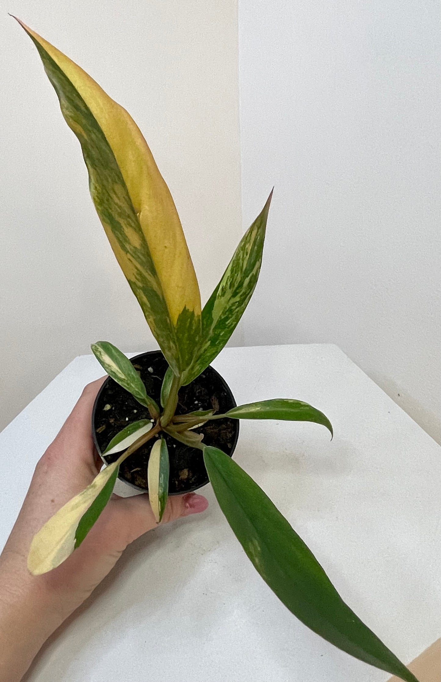 3” Philodendron 'Caramel Marble' Variegated