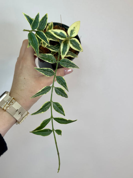 3" Hoya Bella (Outer Variegation)