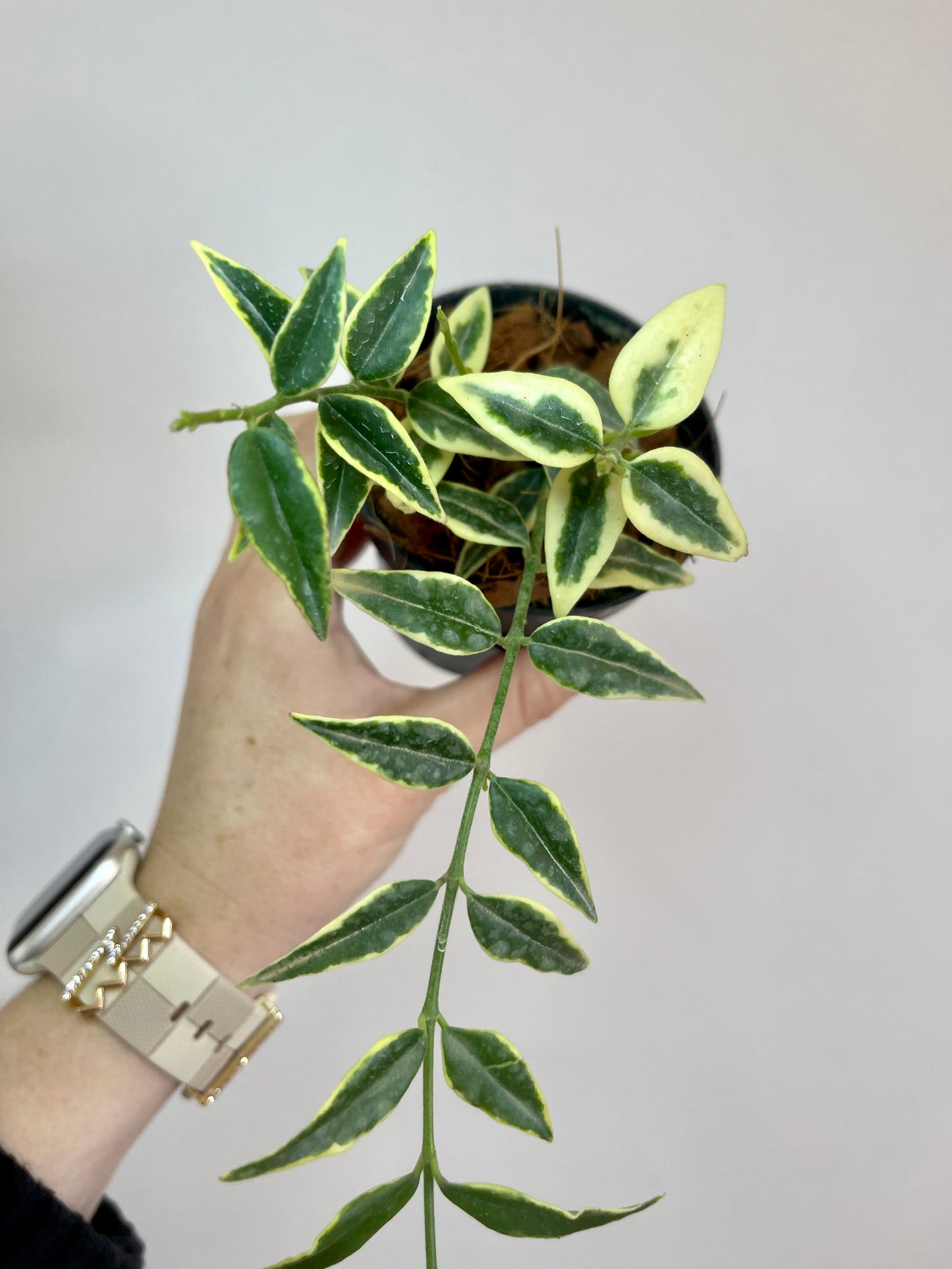 3" Hoya Bella (Outer Variegation)