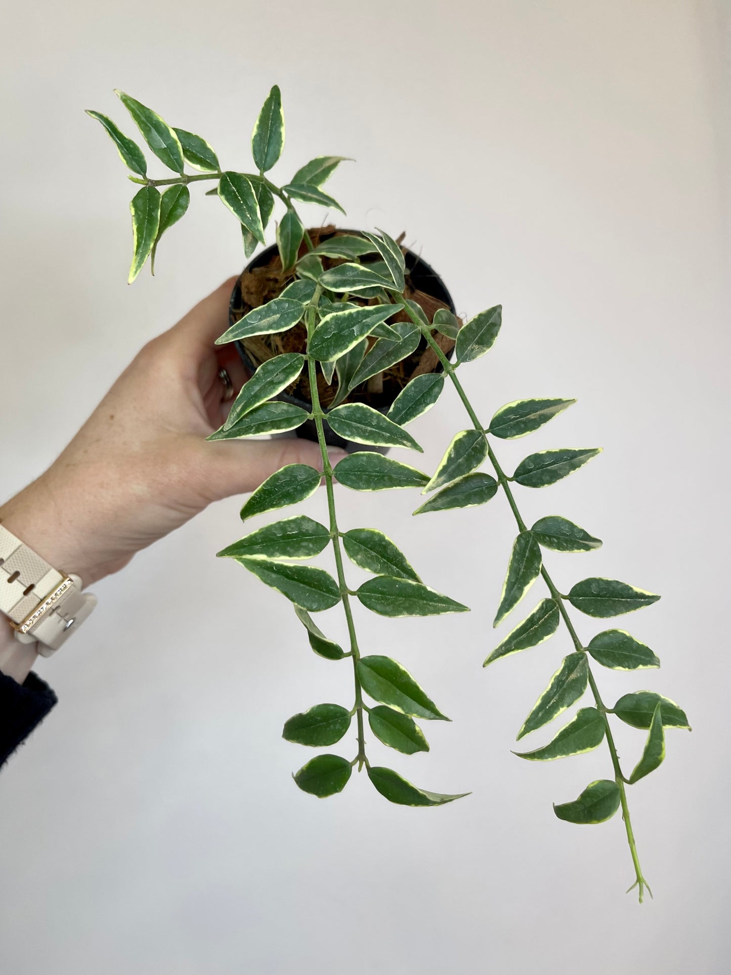 3" Hoya Bella (Outer Variegation)