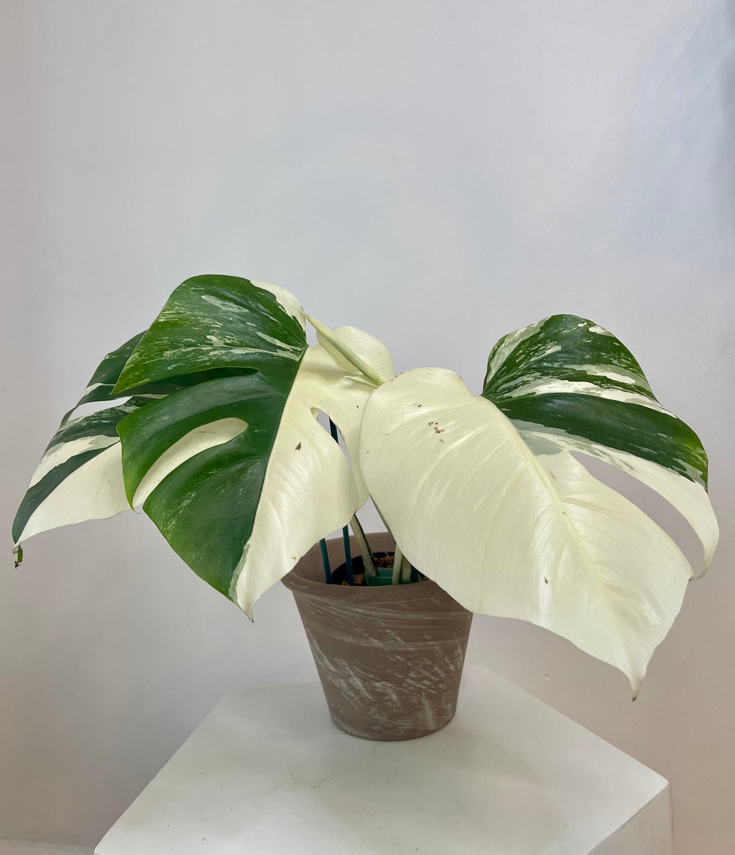 5" Monstera Albo