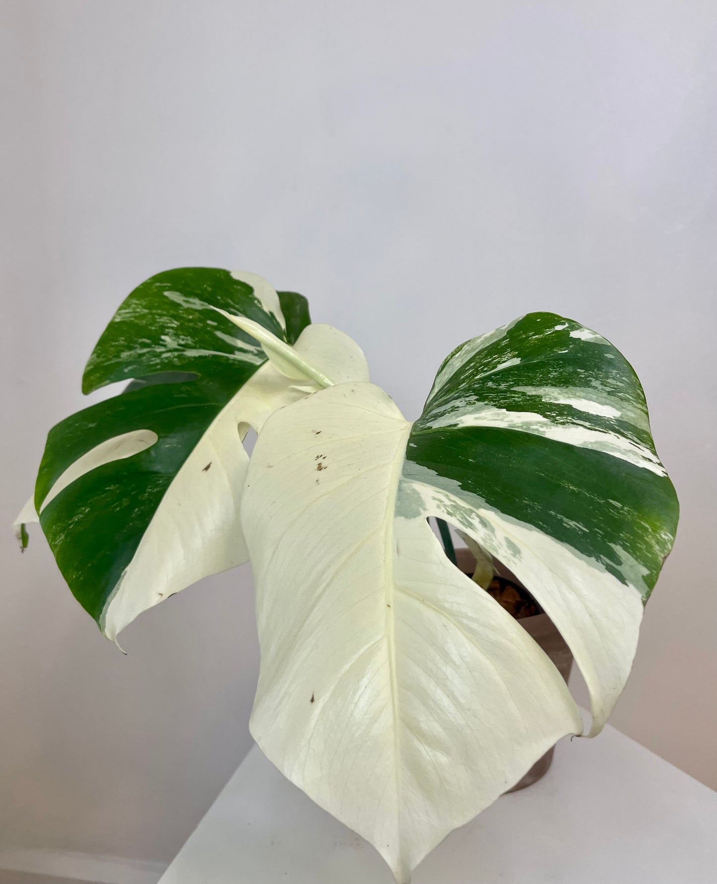 5" Monstera Albo