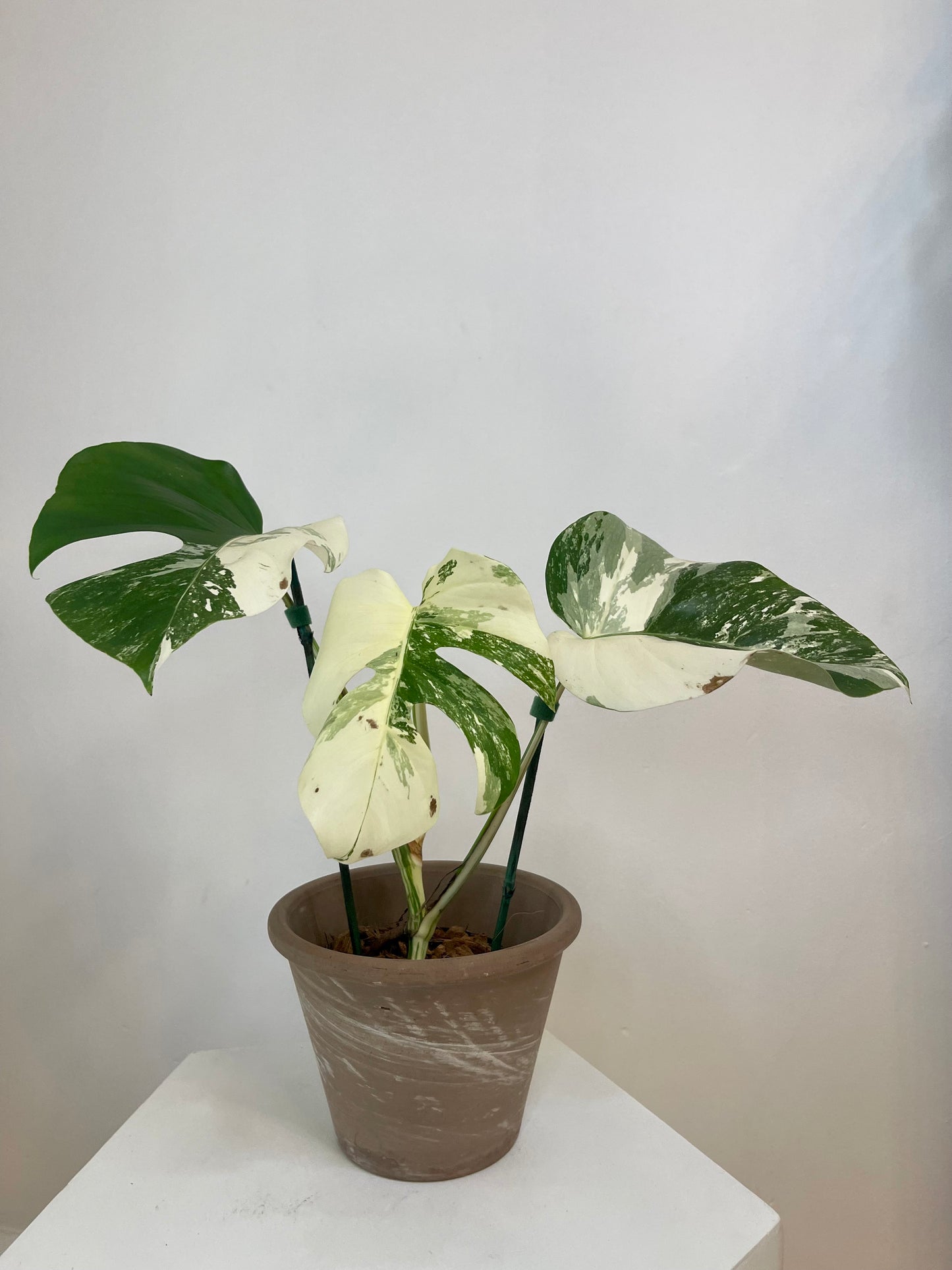 5" Monstera Albo