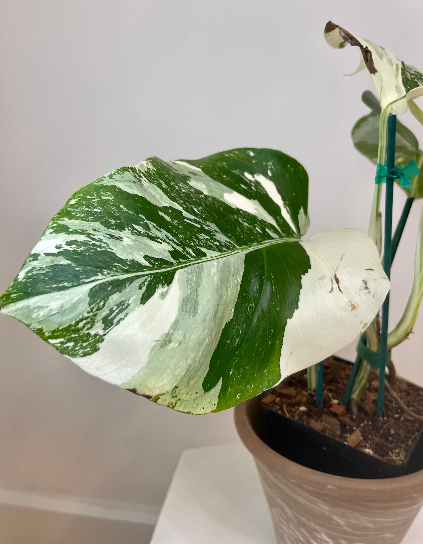 5" Monstera Albo