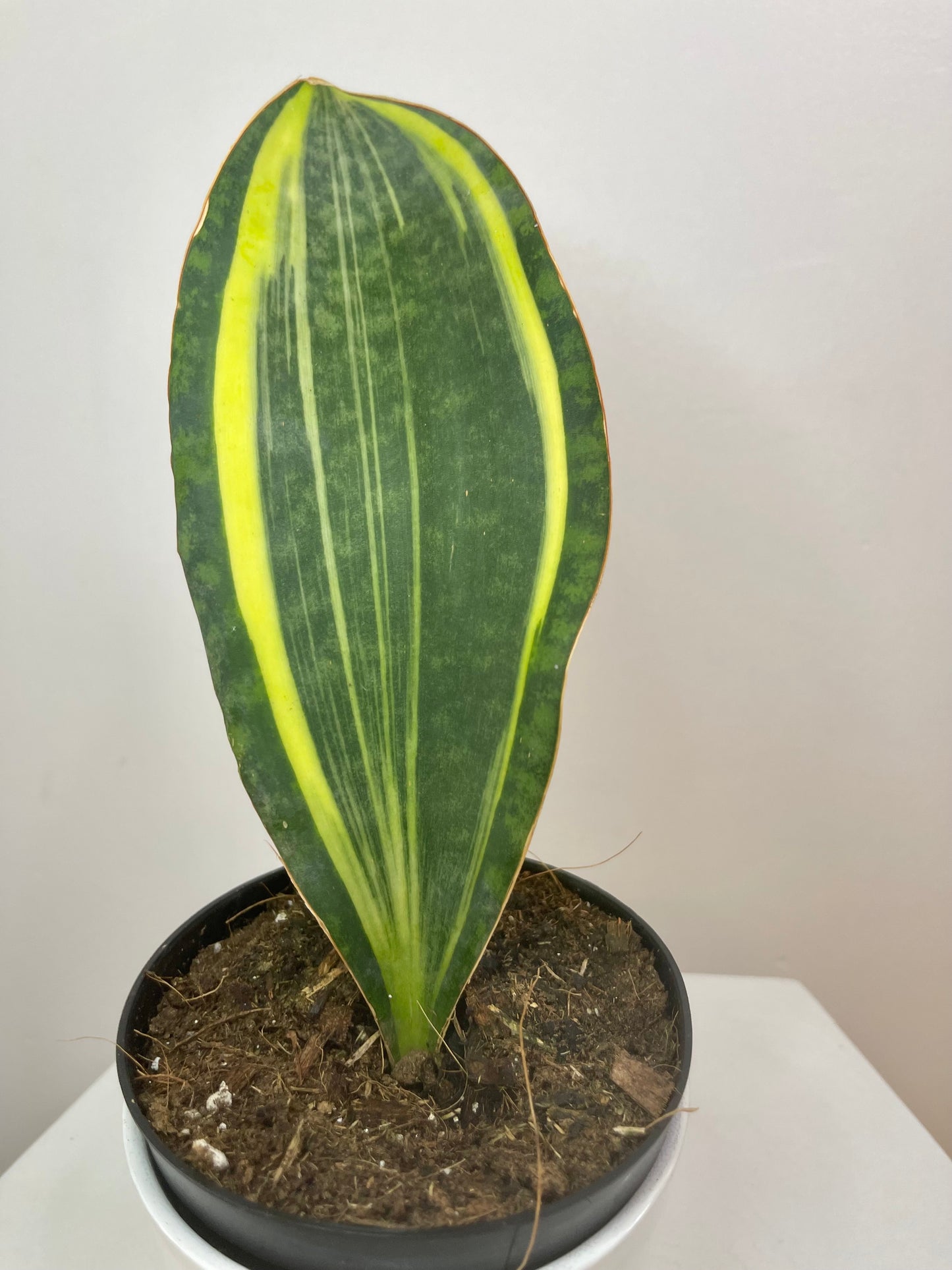 6" Sansevieria 'Whale Fin' Variegated (Yellow)