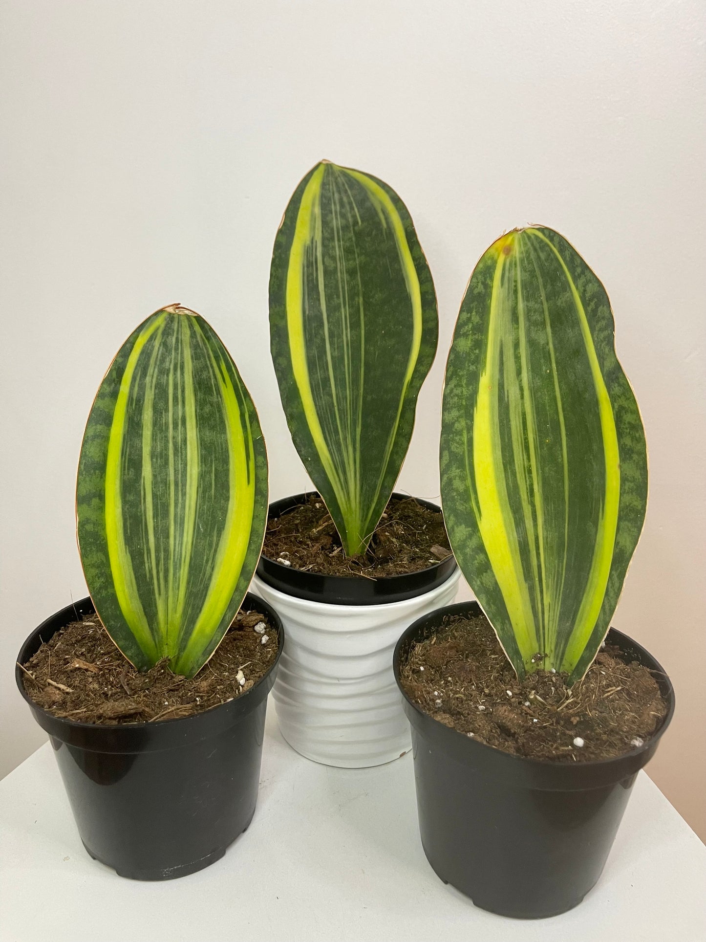 6" Sansevieria 'Whale Fin' Variegated (Yellow)