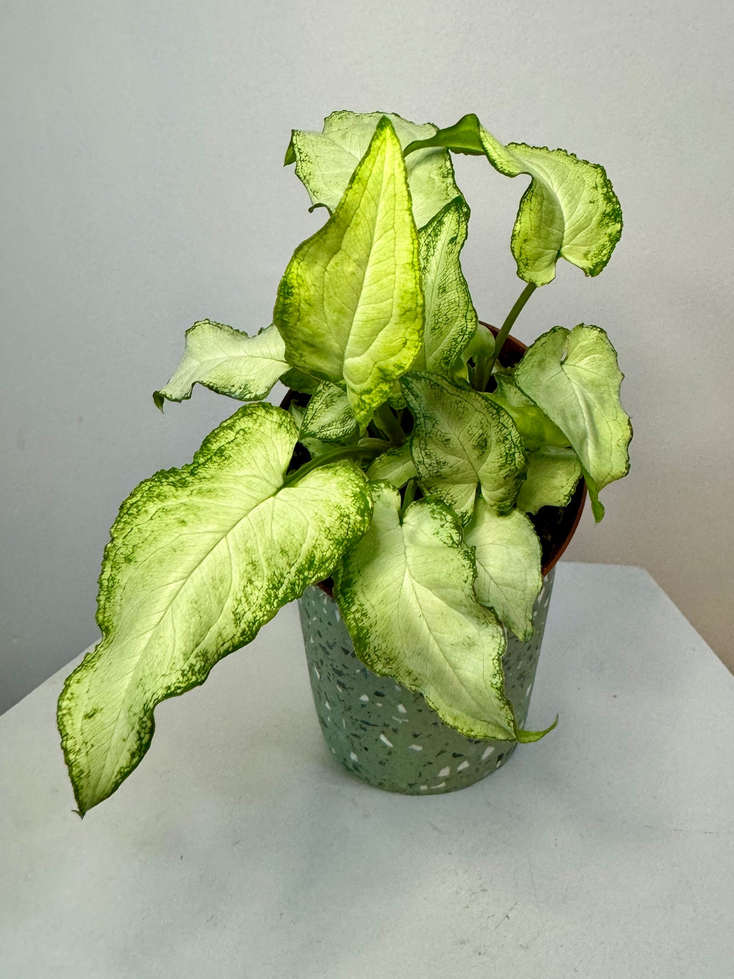 4" Syngonium 'Three Kings'