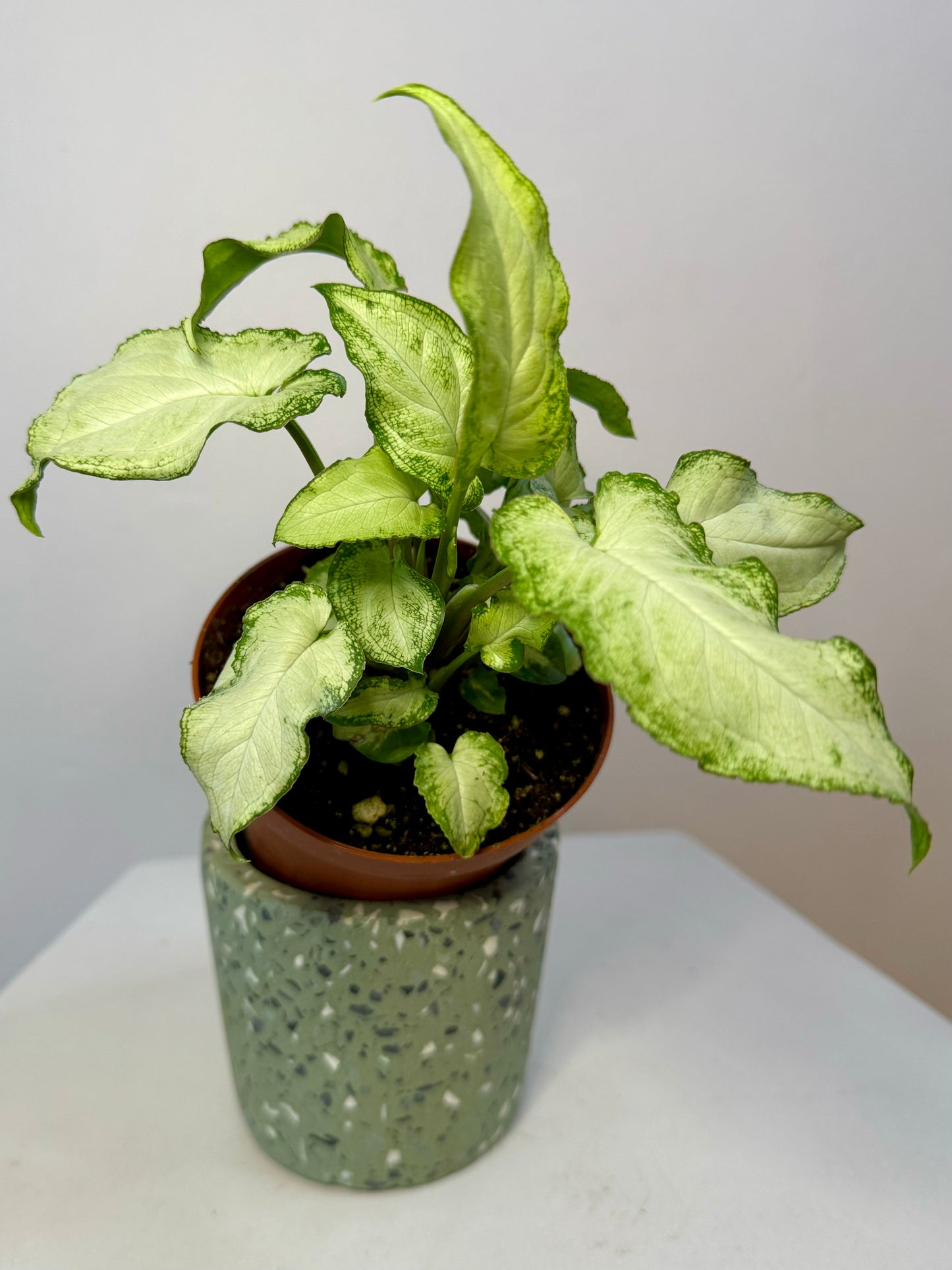 4" Syngonium 'Three Kings'