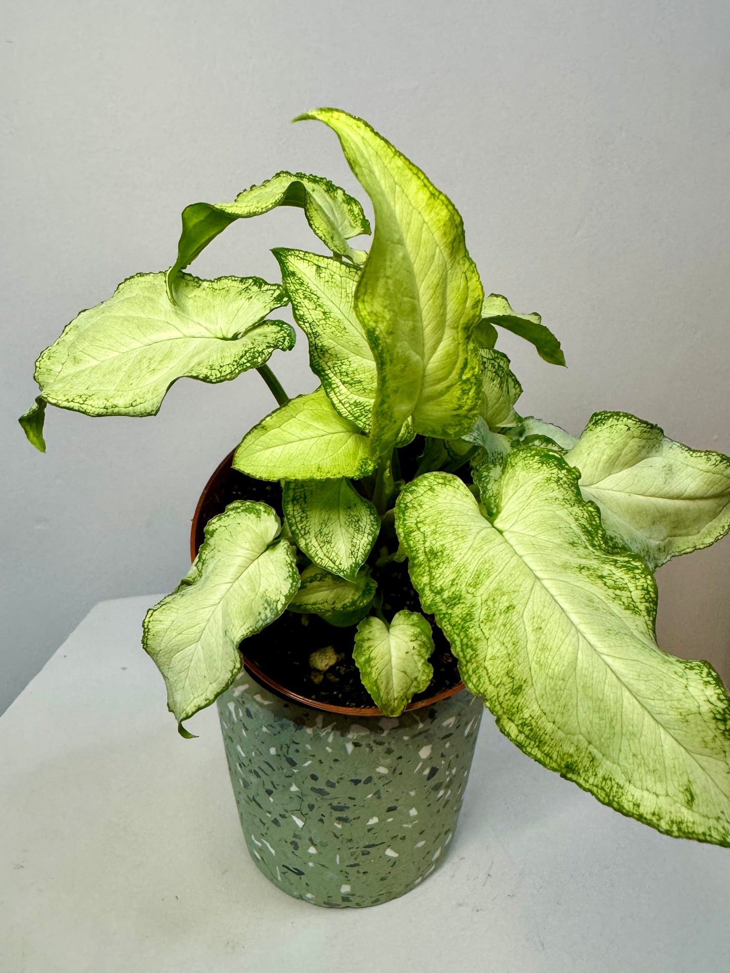 4" Syngonium 'Three Kings'