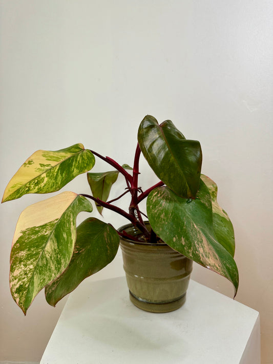 4" Philodendron Strawberry Shake