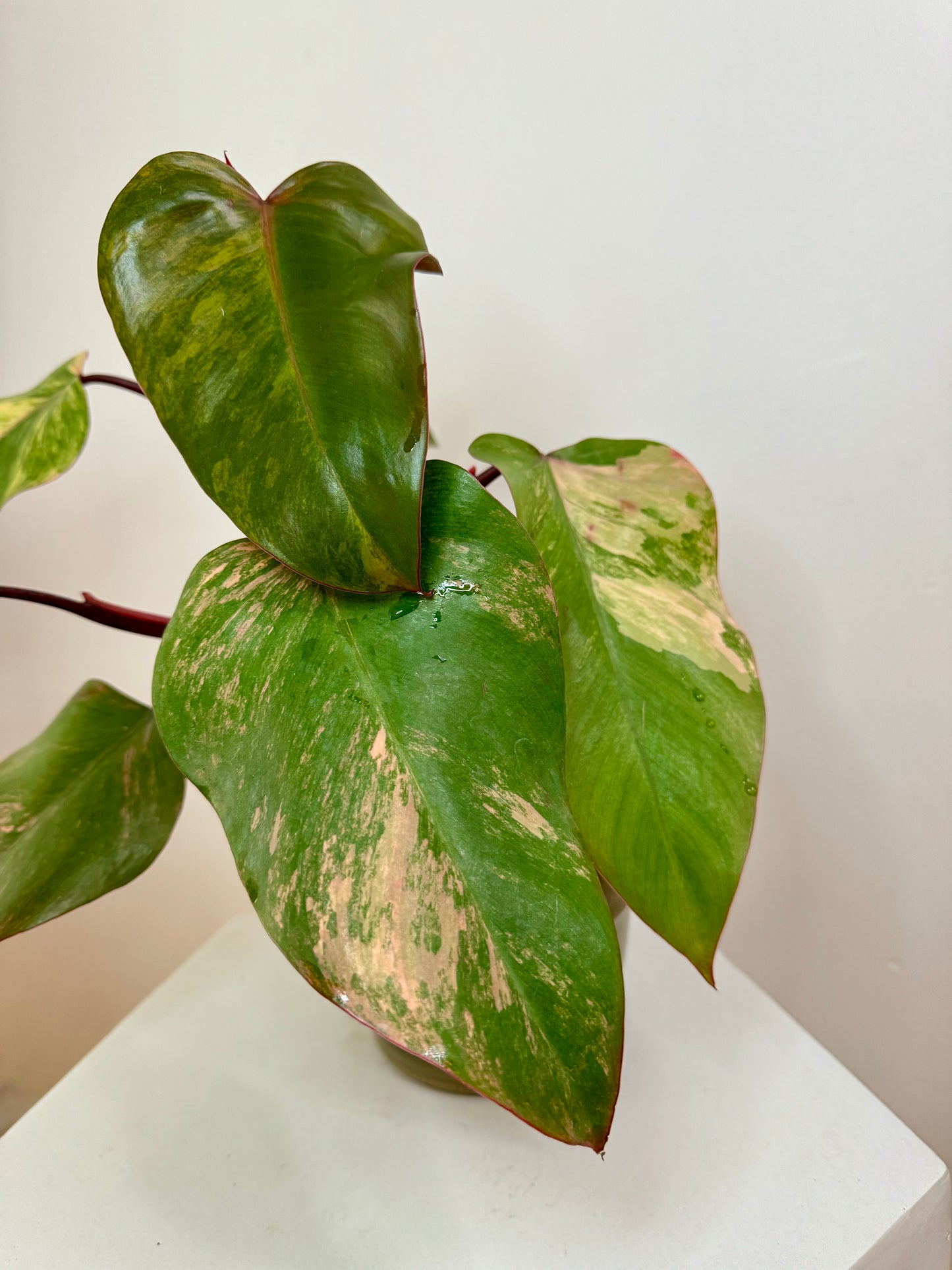 4" Philodendron Strawberry Shake