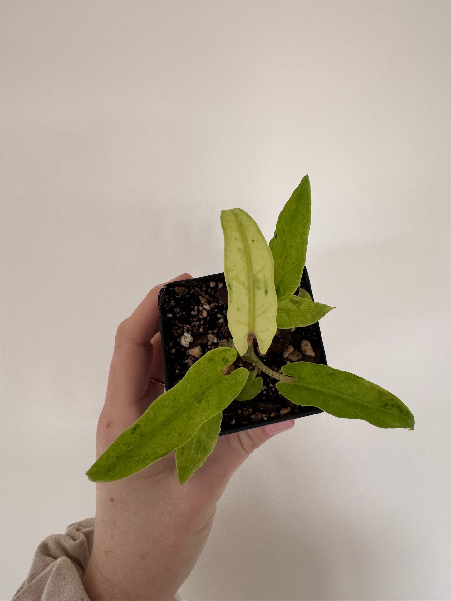 2.5" Alocasia lauterbachiana ‘Mint Variegated’