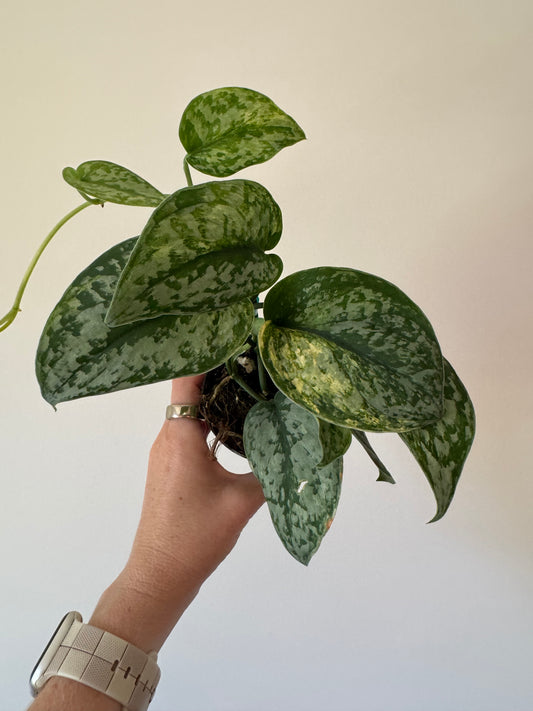 3” Scindapsus Geulis