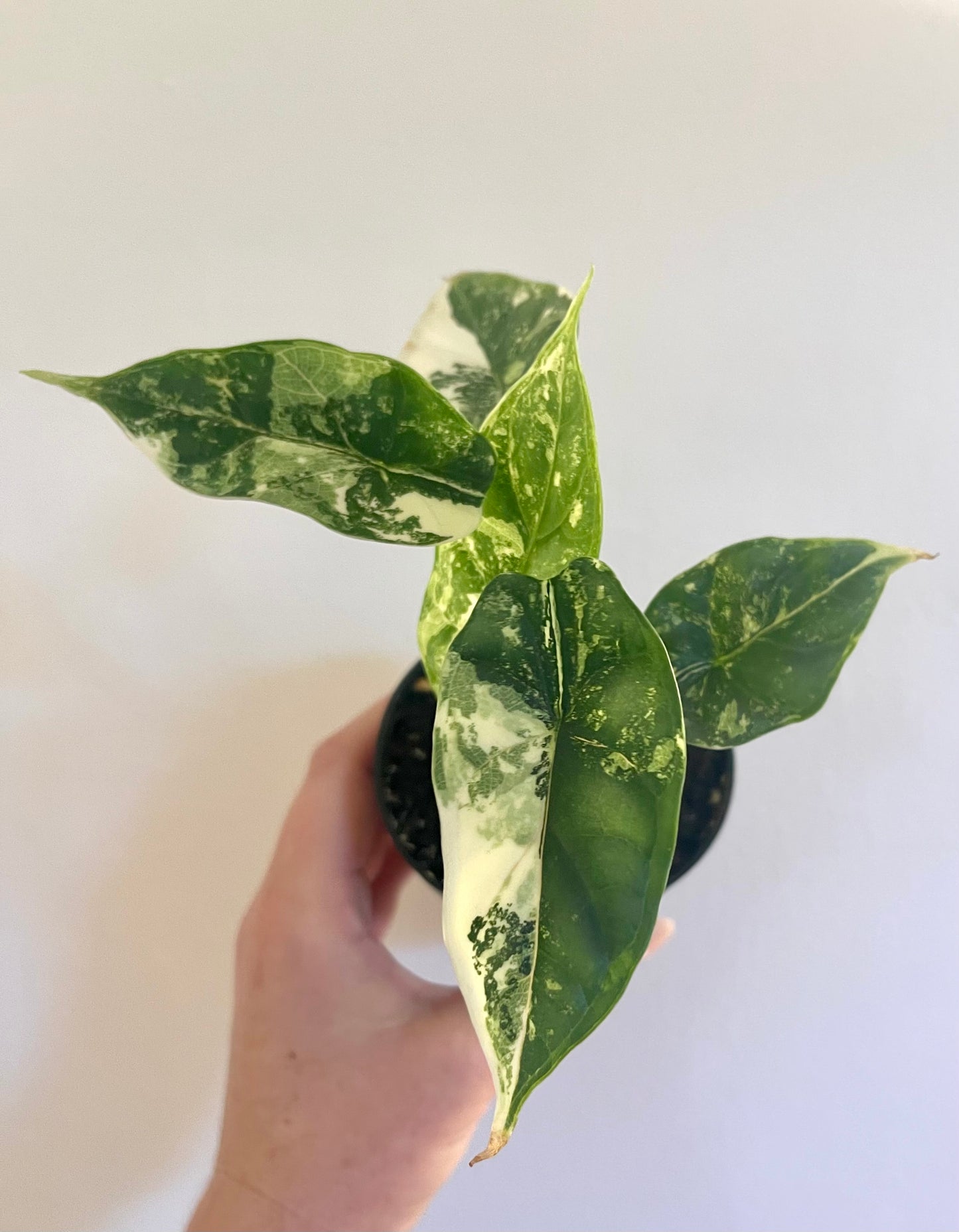 3" Alocasia Baginda 'Dragon Scale' Variegated