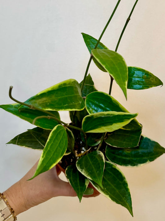 4" Hoya Macrophylla Albo Marginata